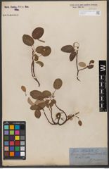 Foto von Salix reticulata L.